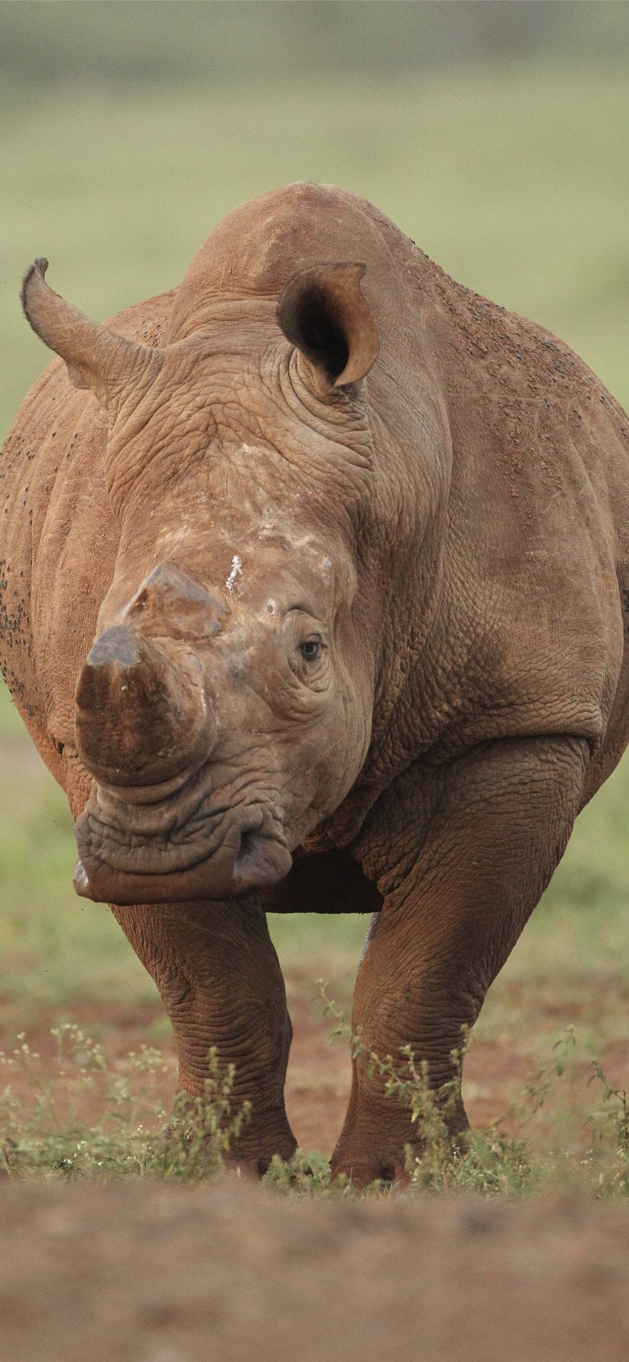 Rhinoceros 桌布 壁紙 — 一隻大型犀牛的特寫，站立在長滿草的稀樹草原上，背景模糊。