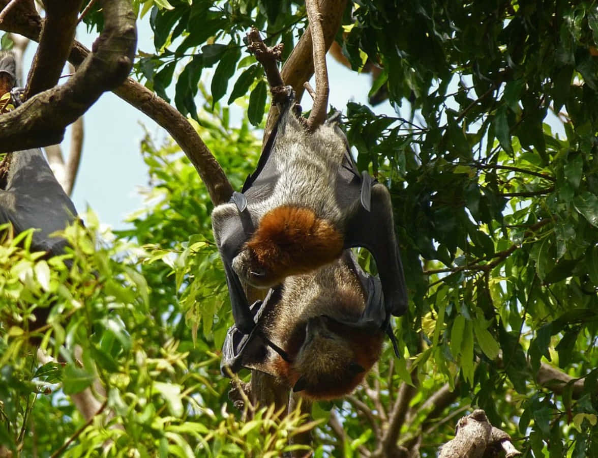 Bats 桌布 壁紙 — 一隻大型狐蝠倒掛在樹枝上，周圍是茂密的綠葉，在明亮的日光下。