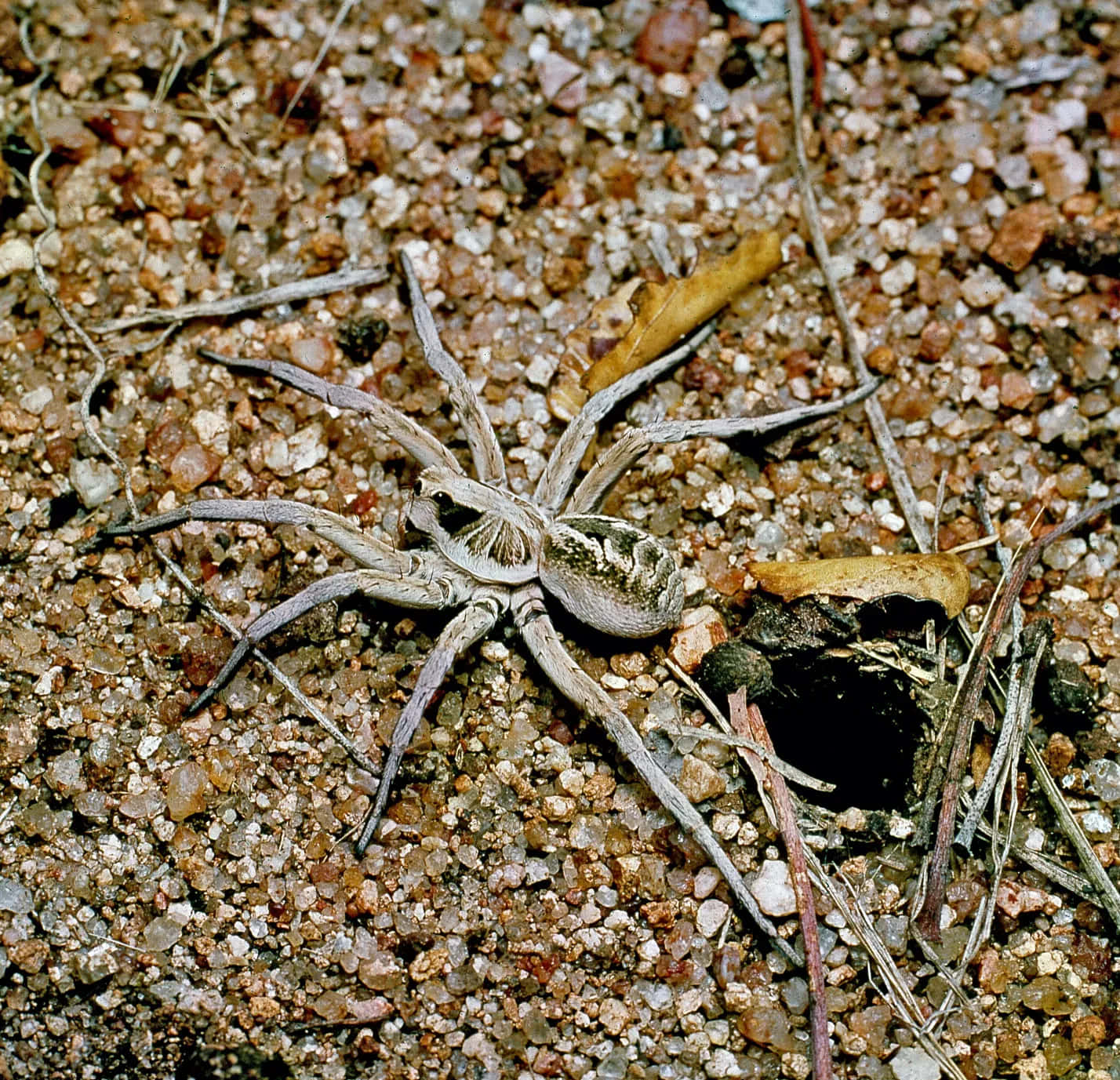 Wolf Spider 桌布 壁紙 — 一隻大型狼蛛在乾燥的樹枝和鵝卵石環繞下，於巢穴入口附近的碎石地上休息。