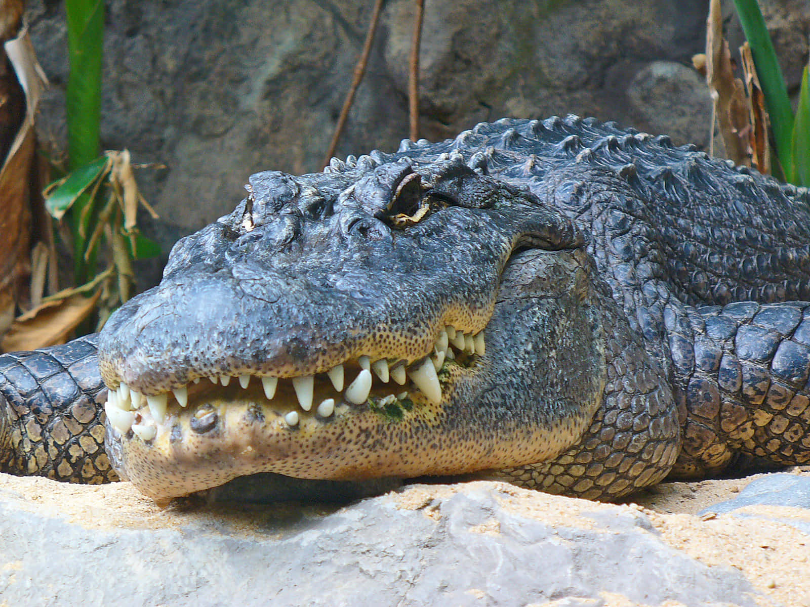 Alligator 桌布 壁紙 — 一隻大型短吻鱷在岩石上休息的特寫，嘴巴微微張開，露出鋒利的牙齒和紋理鱗片。
