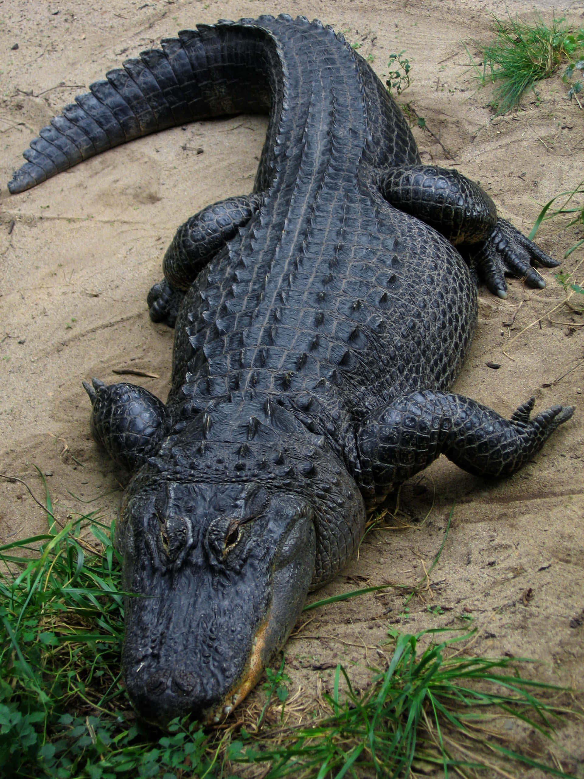 Alligator 桌布 壁紙 — 一隻大型短吻鱷在沙地上休息，周圍有斑塊的綠色草地圍繞其紋理深色身體。