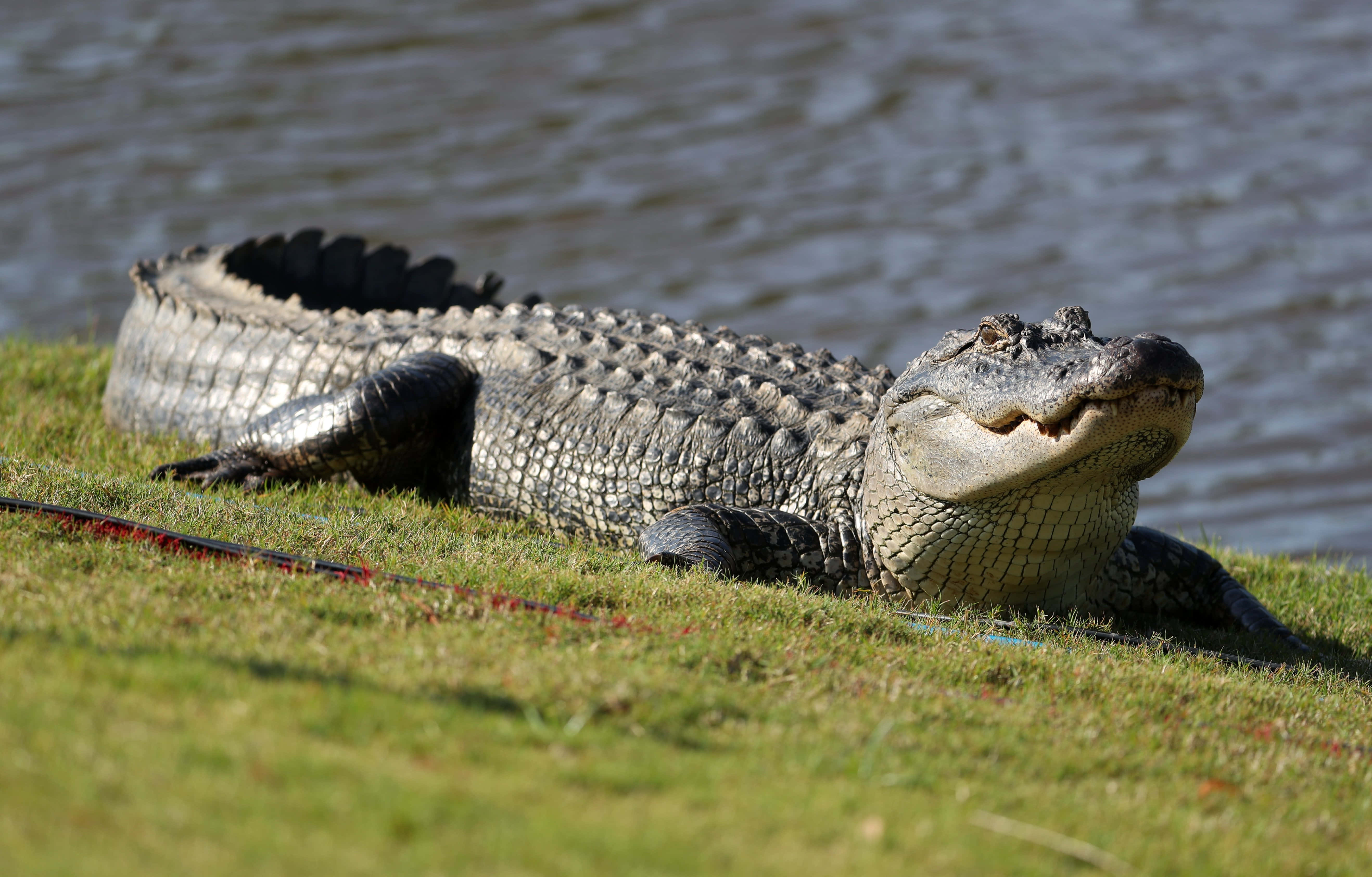 Alligator 桌布 壁紙 — 一隻大型短吻鱷在陽光普照的草地上休息，靠近漣漪的水面，嘴巴微微張開。