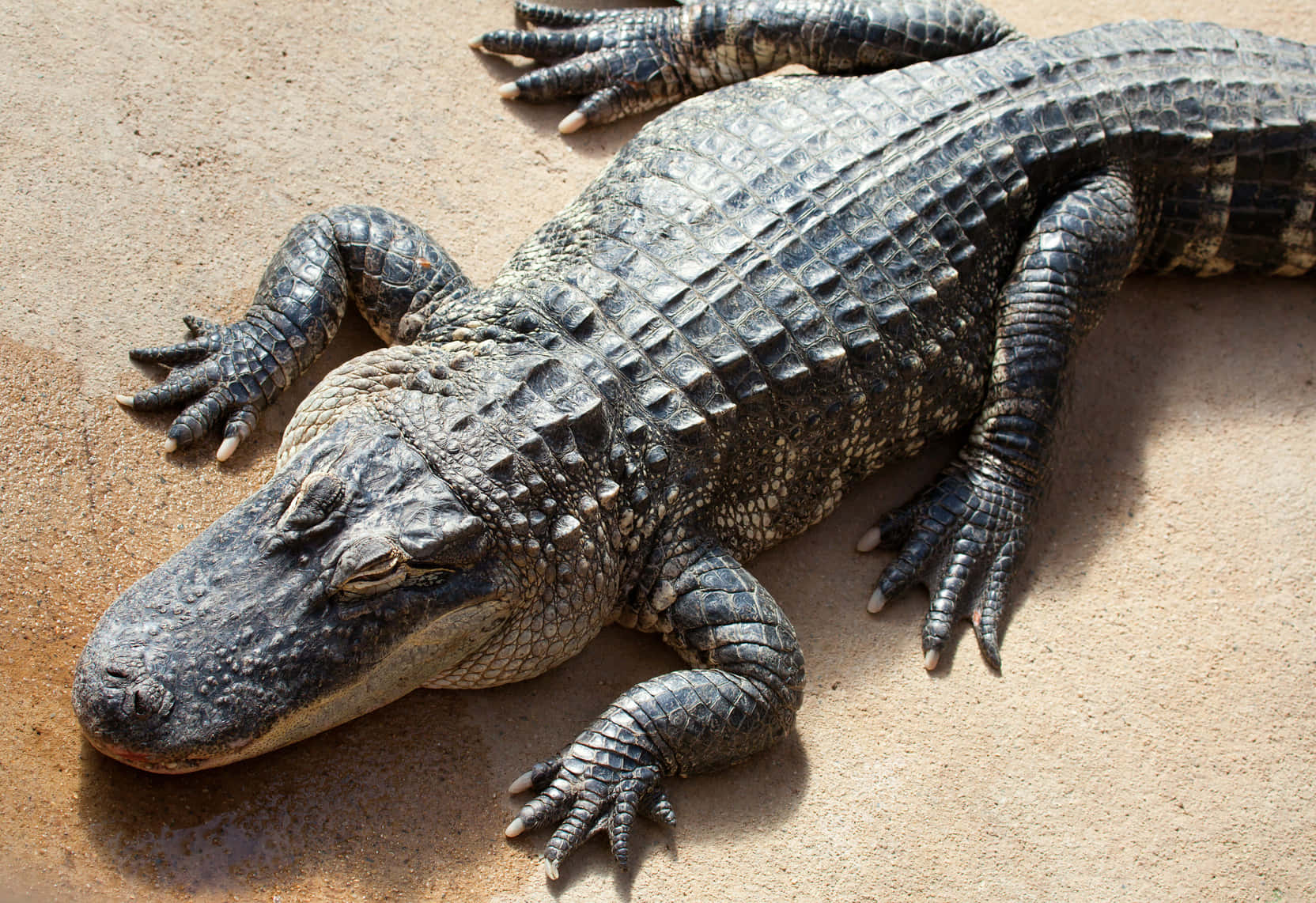Alligator 桌布 壁紙 — 一隻大型短吻鱷在陽光溫暖的沙地上靜止不動，可見詳細的鱗片和爪子。