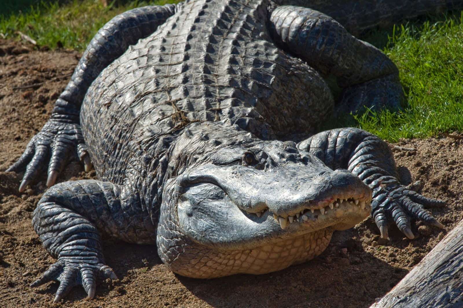 Alligator 桌布 壁紙 — 一隻大型短吻鱷在陽光照耀的泥土上休息，附近有草，身體顯示出詳細的鱗片和張開的嘴巴。