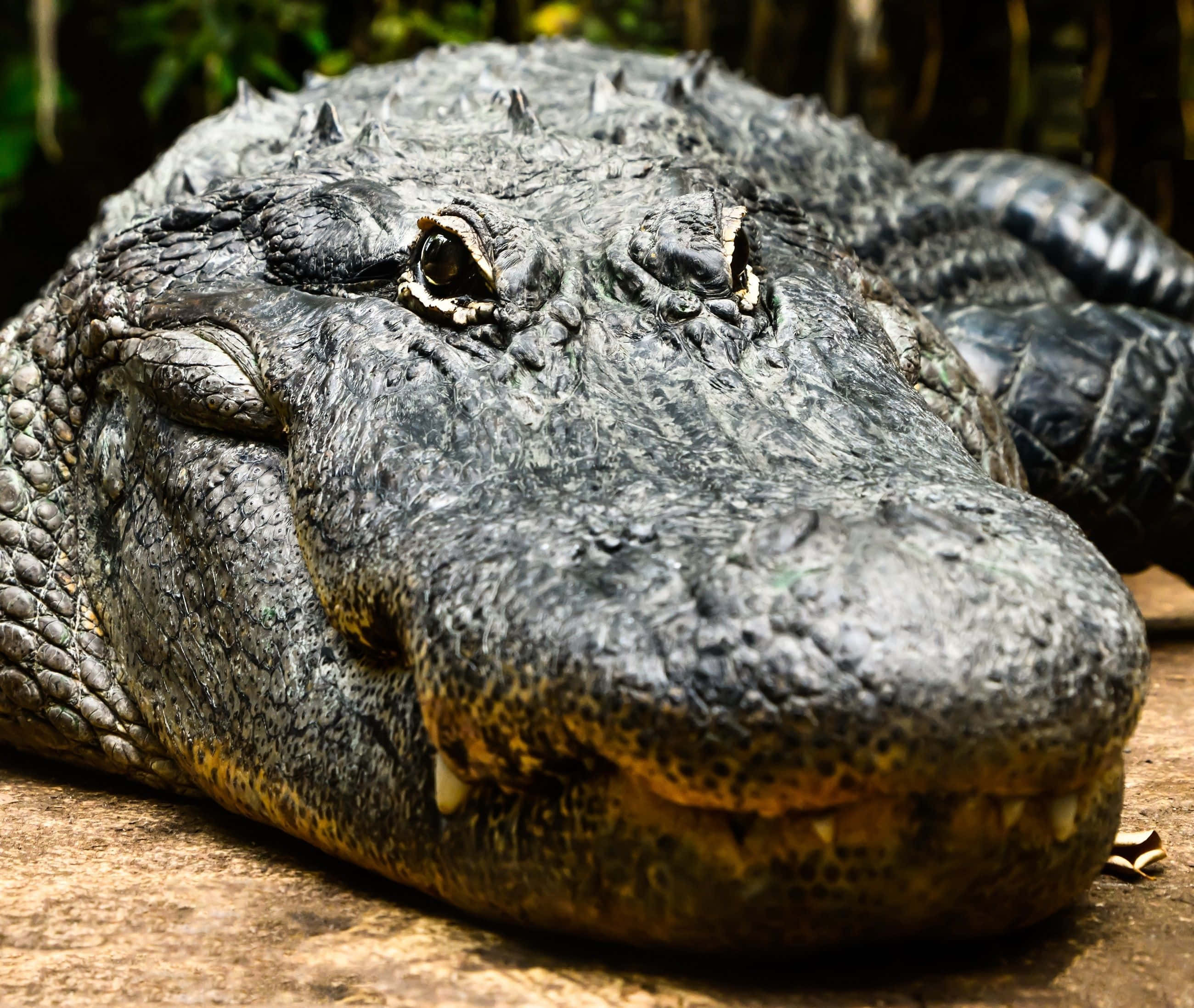 Alligator 桌布 壁紙 — 一隻大型短吻鱷的近距離特寫，牠正躺在木頭上休息，具有紋理的灰色皮膚和微微張開的嘴巴中可見鋒利的牙齒。