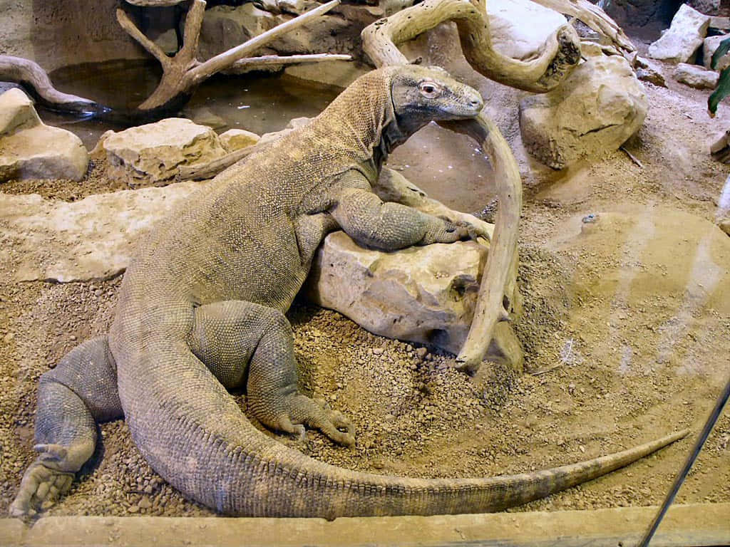 Komodo Dragon 桌布 壁紙 — 一隻大型科摩多龍在動物園圍欄內的沙地上靠近岩石和水休息。