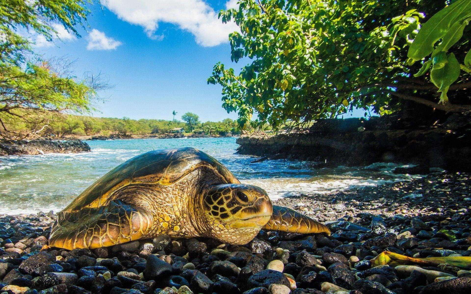 Turtle 桌布 壁紙 — 一隻大型綠海龜在陽光照耀的黑色卵石海灘上平靜地休息，周圍環繞著茂密的綠樹和碧綠的海浪。