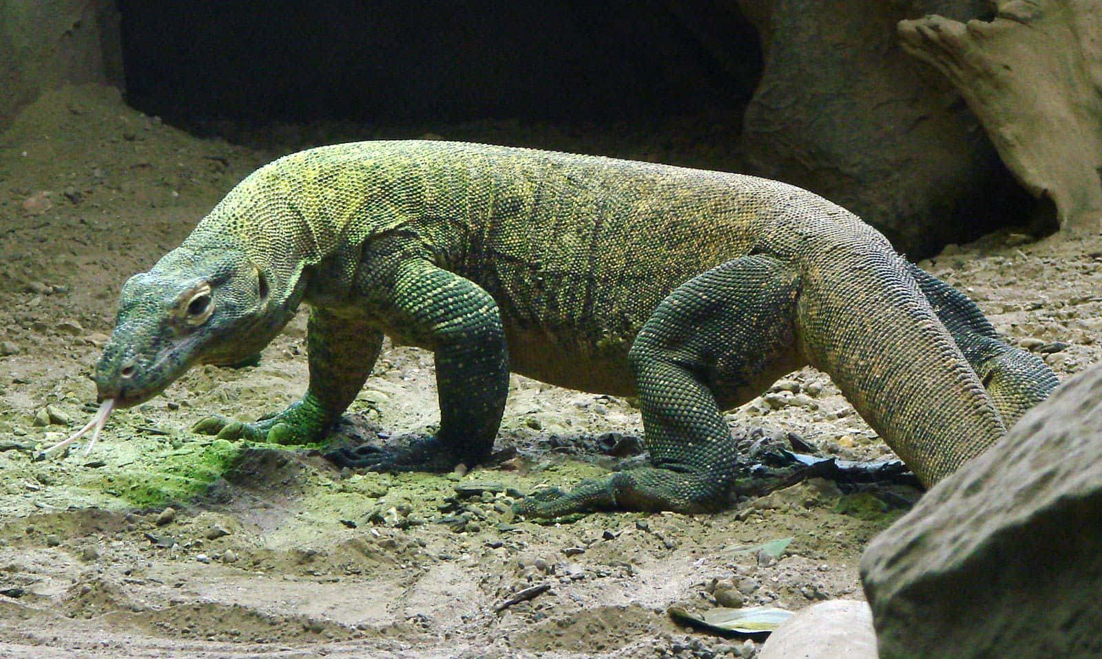 Komodo Dragon 桌布 壁紙 — 一隻大型綠色科摩多龍，帶有紋理鱗片和分叉舌頭，在岩石附近的沙地上徘徊。