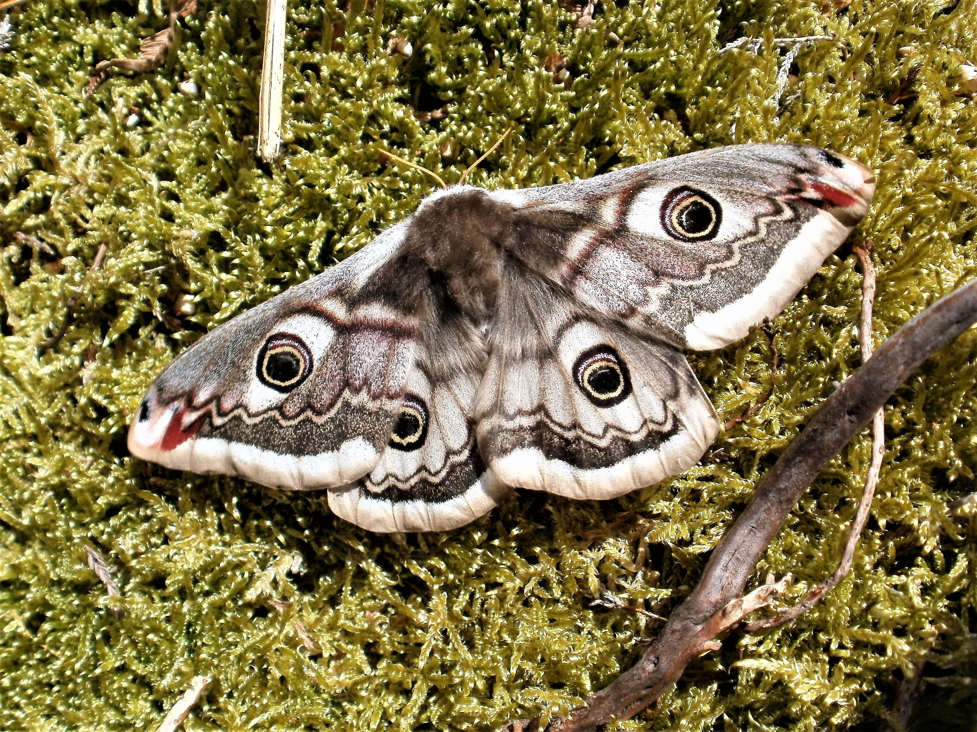 moth 桌布 壁紙 — 一隻大型貓頭鷹蛾，帶有眼睛狀圖案，棲息在鮮綠色苔蘚上，旁邊有一根小樹枝。