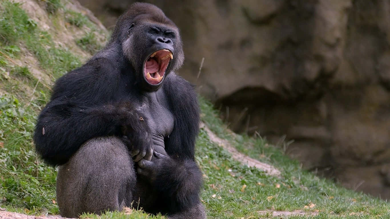 1366x768 Gorilla 桌布 壁紙 — 一隻大型銀背大猩猩坐在草地上，張大嘴巴打呵欠，露出牙齒和舌頭。