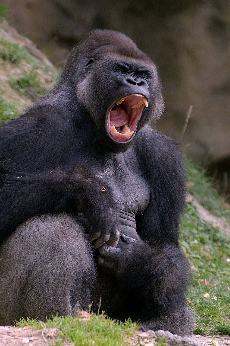 Gorilla 桌布 壁紙 — 一隻大型銀背大猩猩坐在草地上，張大嘴巴打呵欠，露出牙齒和舌頭。