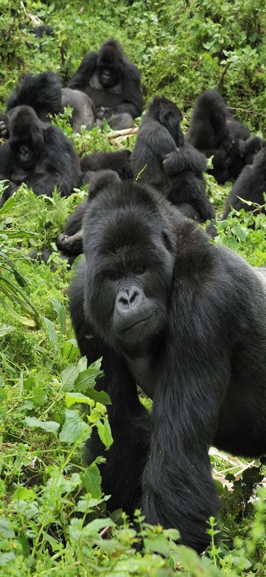 iPhone X Gorilla 桌布 壁紙 — 一隻大型銀背大猩猩從茂密的綠色樹葉中專注地凝視，身後有一群大猩猩在休息。