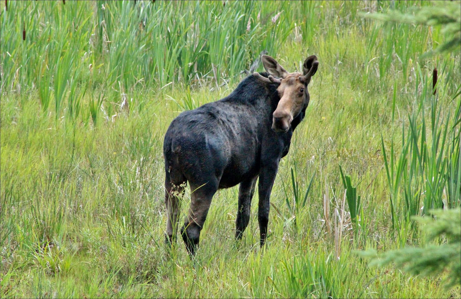 moose 桌布 壁紙 — 一隻大型駝鹿在一片茂密的綠色沼澤中保持警覺，周圍環繞著高高的蘆葦和香蒲。