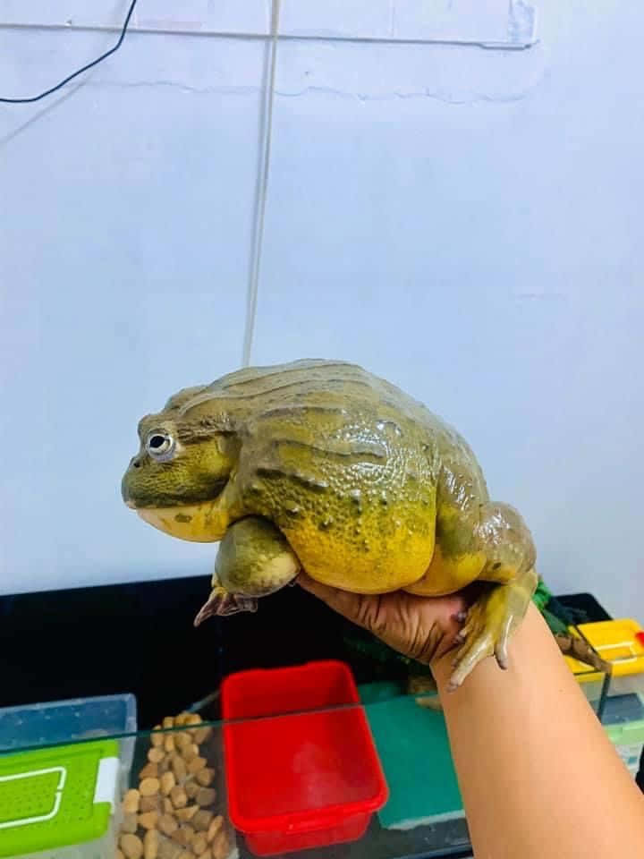 Frog 桌布 壁紙 — 一隻大型黃綠色非洲牛蛙停在一個人的手上，下方是一個玻璃水族箱，有食物和水容器。