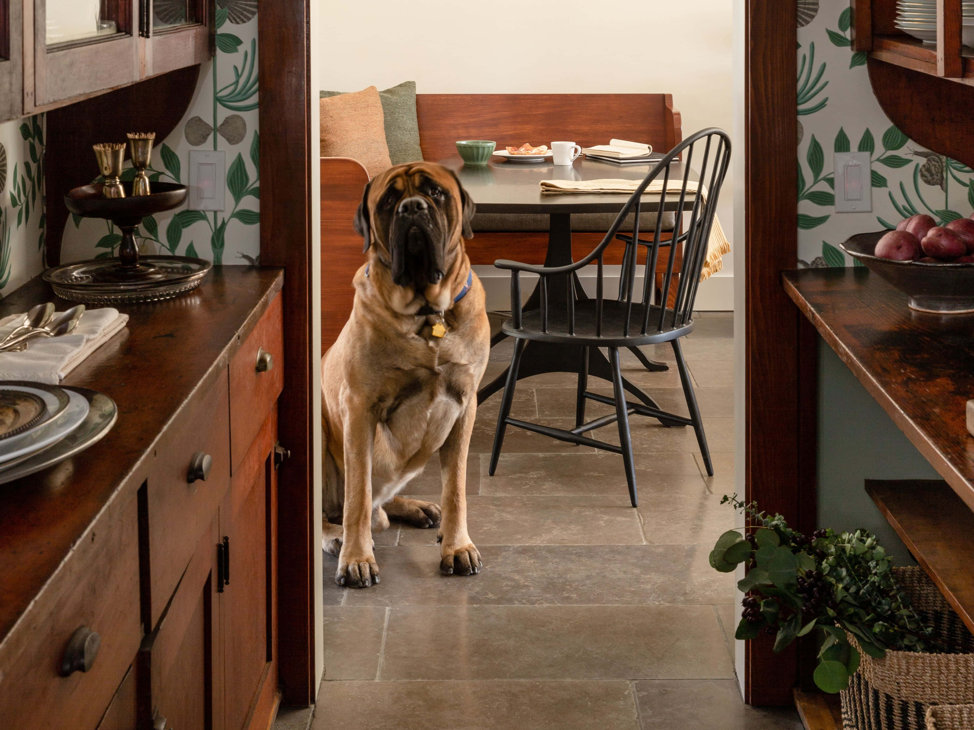 English Mastiff 桌布 壁紙 — 一隻大型黃褐色狗耐心地坐在鄉村風格的廚房門口，周圍是木製櫥櫃和綠色葉子壁紙。