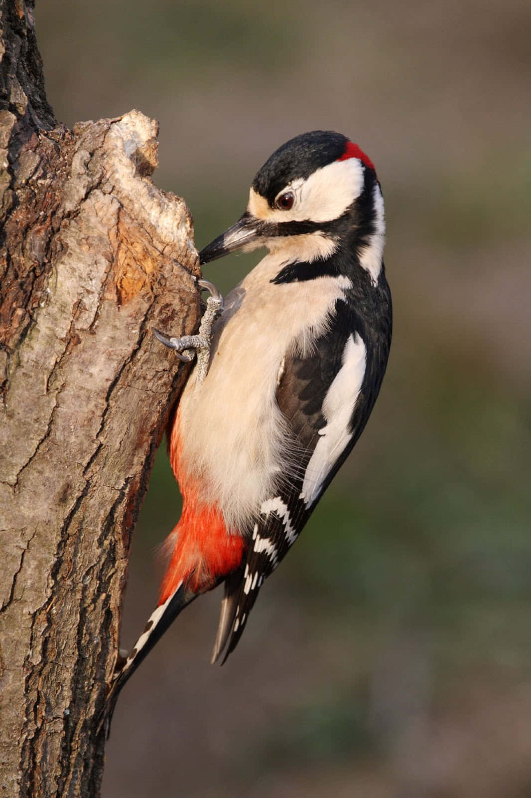 woodpecker 桌布 壁紙 — 一隻大斑啄木鳥緊貼粗糙的樹幹，頭部和尾部有鮮紅色的點綴。