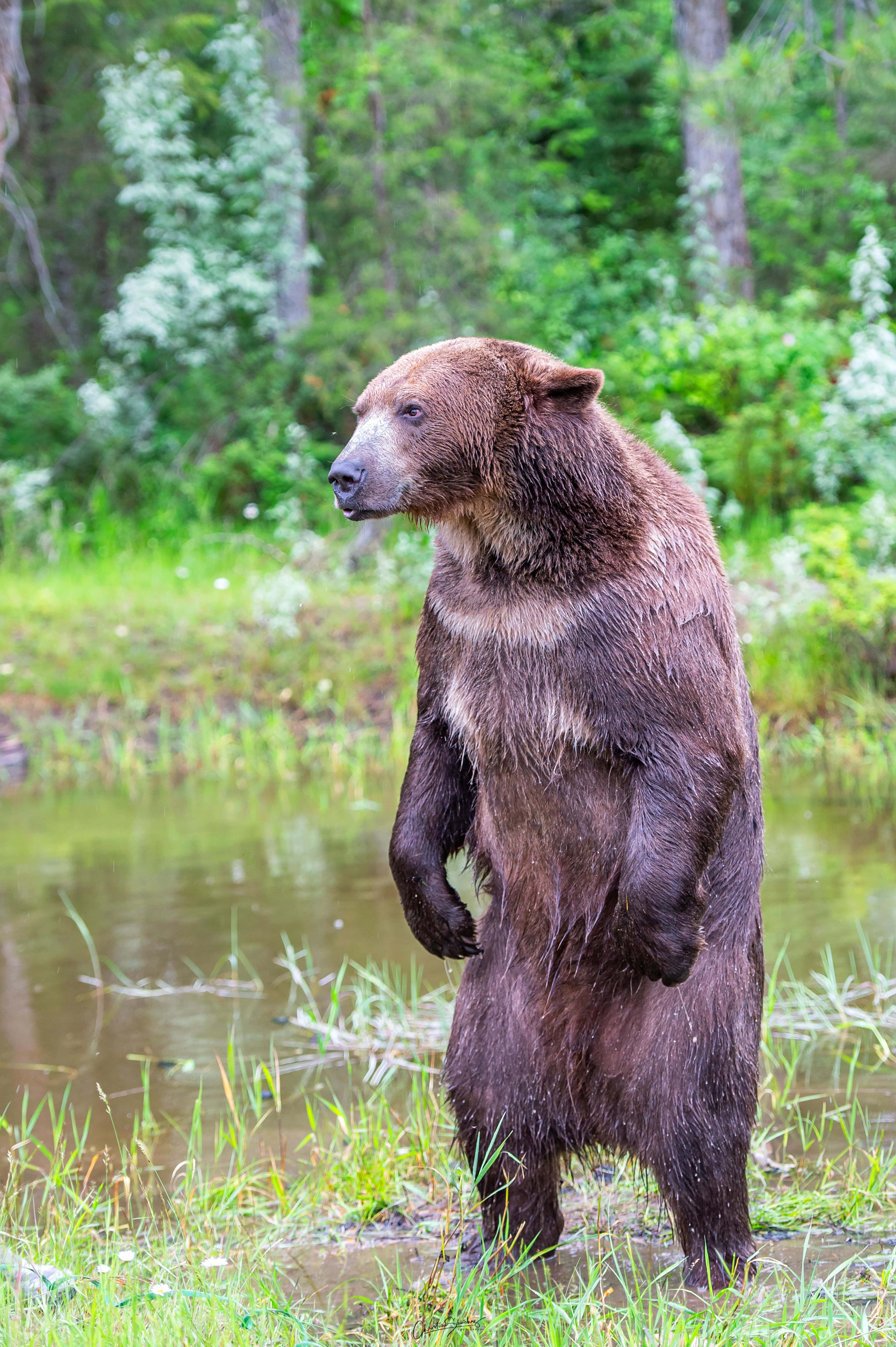 Bear Attack 桌布 壁紙 — 一隻大棕熊在淺水中直立站立，周圍是茂密的綠色森林和白色開花植物。