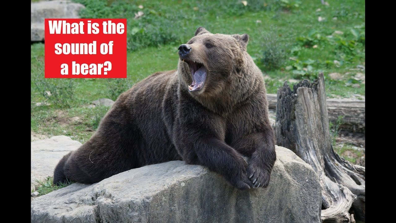 bear love 桌布 壁紙 — 一隻大棕熊在草地的岩石上放鬆，打了個大哈欠。