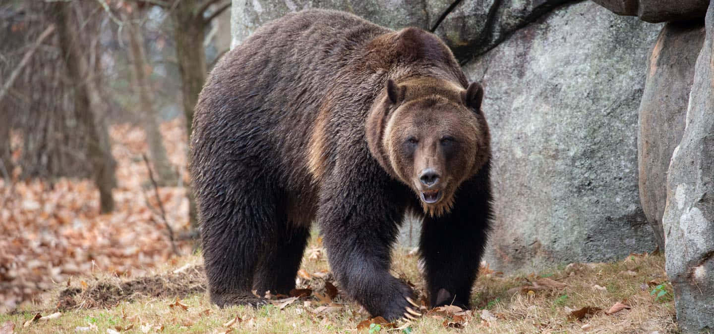 grizzly bear 桌布 壁紙 — 一隻大棕熊在落葉和灰色岩石的森林中警覺地站立。