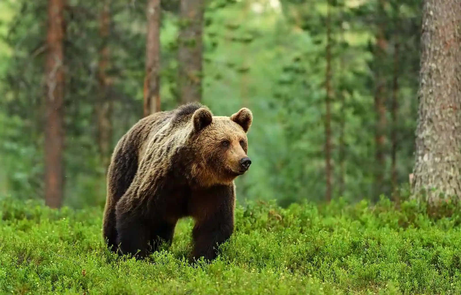 Brown Bear 桌布 壁紙 — 一隻大棕熊在陽光明媚、樹木高聳的森林中，走過茂密的綠色苔蘚。