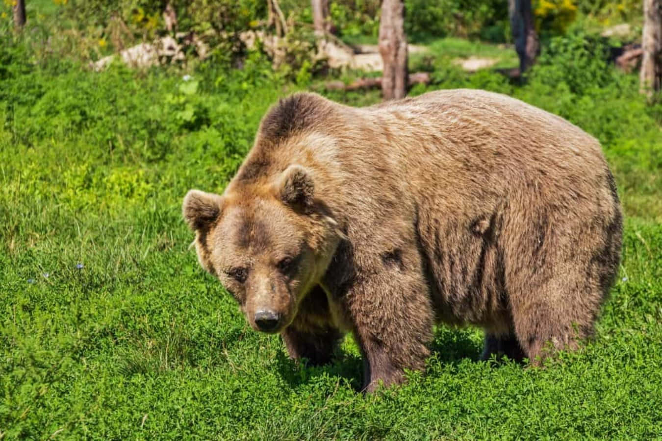 Brown Bear 桌布 壁紙 — 一隻大棕熊在陽光明媚的森林空地上穿過充滿活力的綠草。