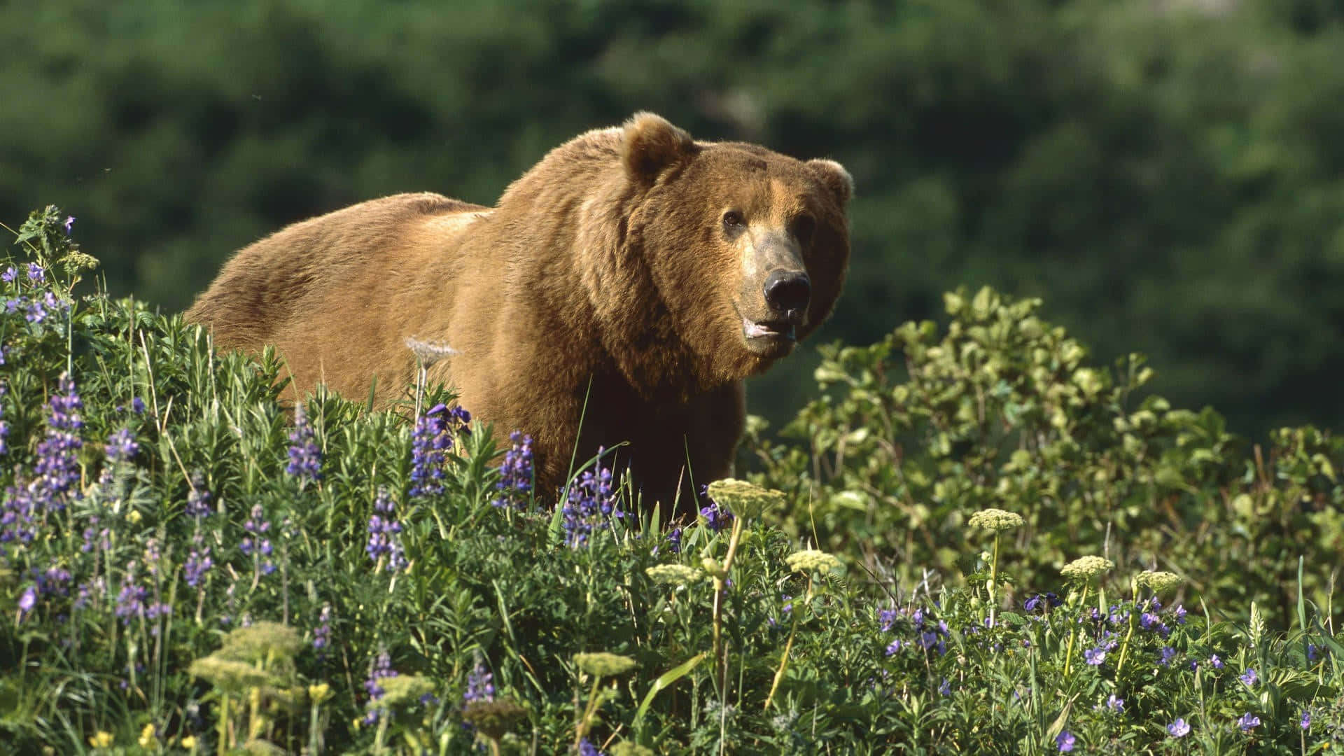 Brown Bear 桌布 壁紙 — 一隻大棕熊在鮮豔的紫色野花和茂密的綠葉中，在明亮的陽光下警覺地站立著。