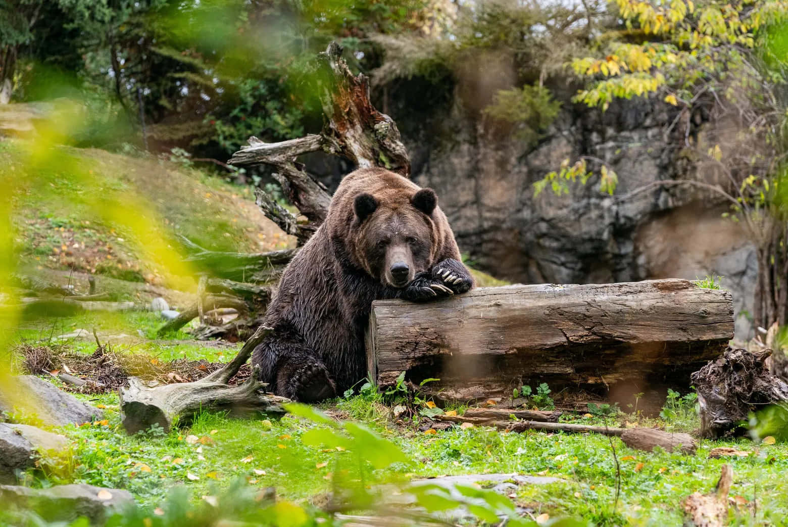 grizzly bear 桌布 壁紙 — 一隻大棕熊將頭擱在森林中一根風化的木頭上，前景有模糊的樹葉。