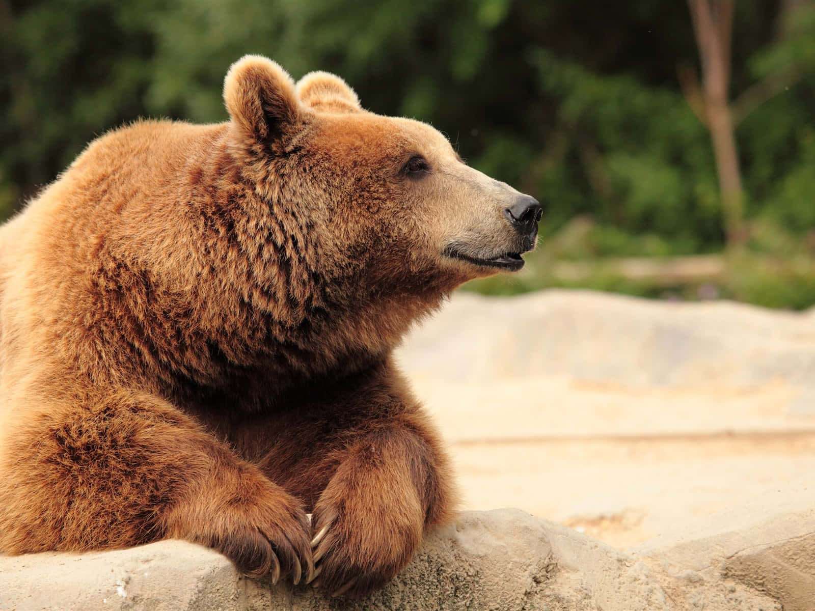 Brown Bear 桌布 壁紙 — 一隻大棕熊平靜地休息在岩石上，背景是柔焦的綠色森林。