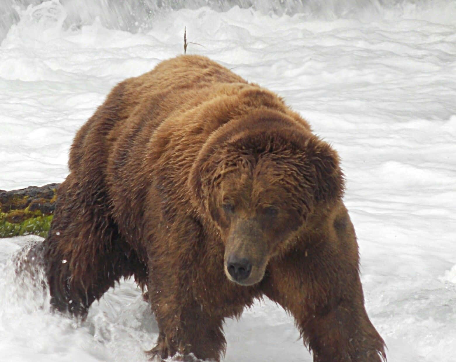 Bear Attack 桌布 壁紙 — 一隻大棕熊涉水穿過白色的急流，附近可見長滿苔蘚的岩石。