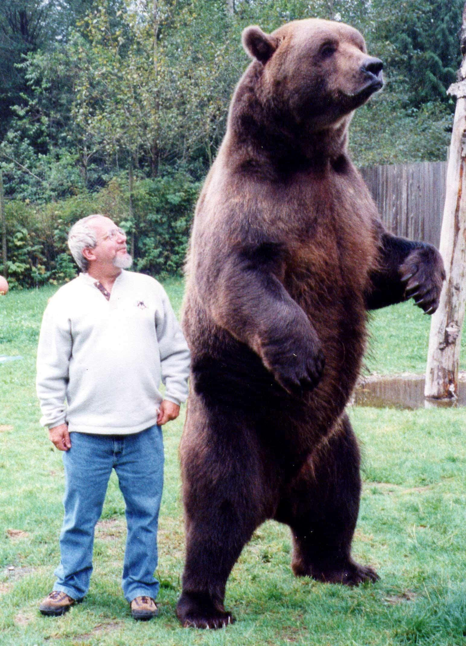 Brown Bears 桌布 壁紙 — 一隻大棕熊直立在草地上，旁邊有一個穿著淺色毛衣和牛仔褲的男人，兩人在樹林環繞的戶外環境中向上看。