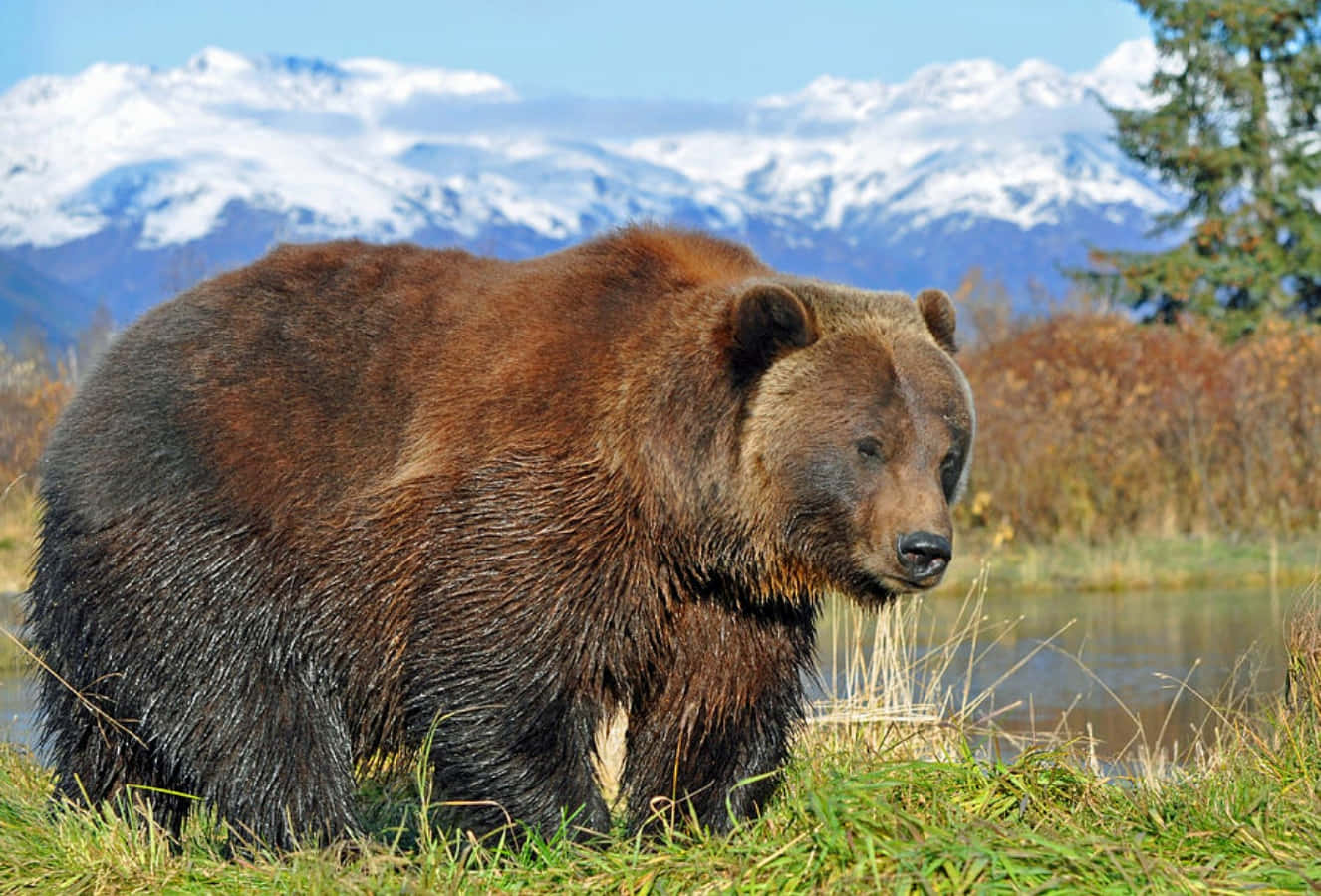 Brown Bear 桌布 壁紙 — 一隻大棕熊站在水邊的草地上，背景是白雪覆蓋的山脈和常綠樹，天空清澈湛藍。