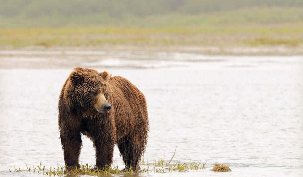 bear love 桌布 壁紙 — 一隻大棕熊站在淺水中，周圍有草叢生的河岸和朦朧的森林背景。