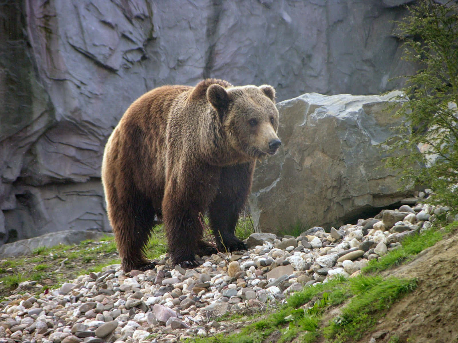 Zoo Animal 桌布 壁紙 — 一隻大棕熊警覺地站在岩石斜坡上，身後有長滿苔蘚的石頭和灰色懸崖。
