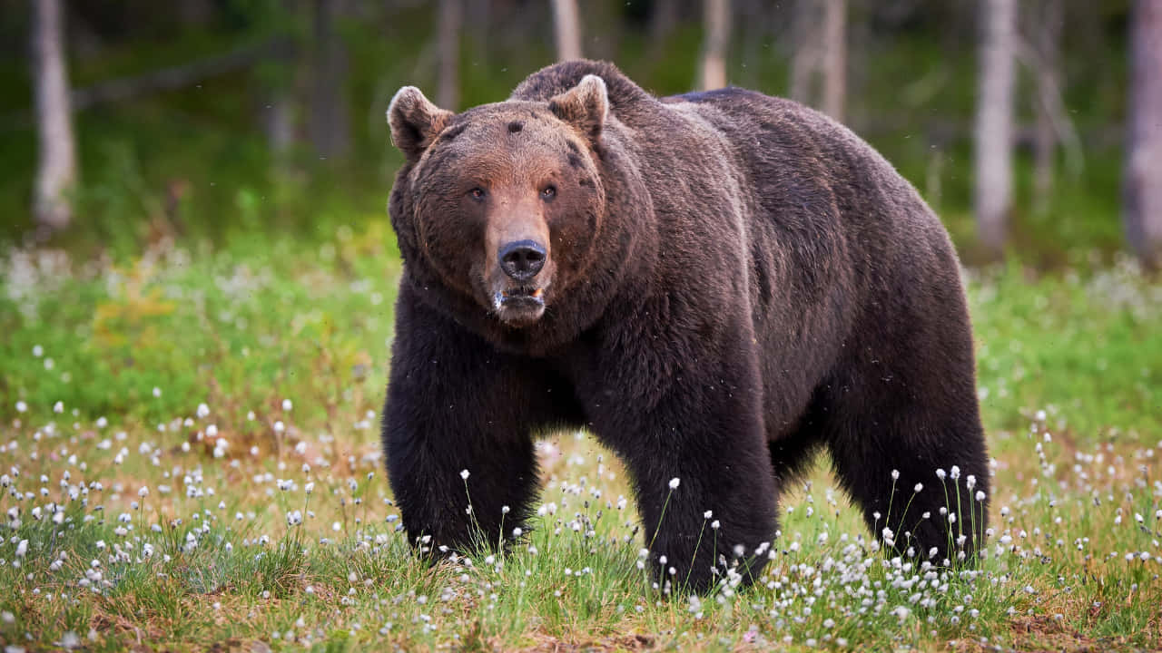 grizzly bear 桌布 壁紙 — 一隻大棕熊警覺地站在陽光明媚的草地上，草地上點綴著白色花朵，周圍環繞著高大的樹木。