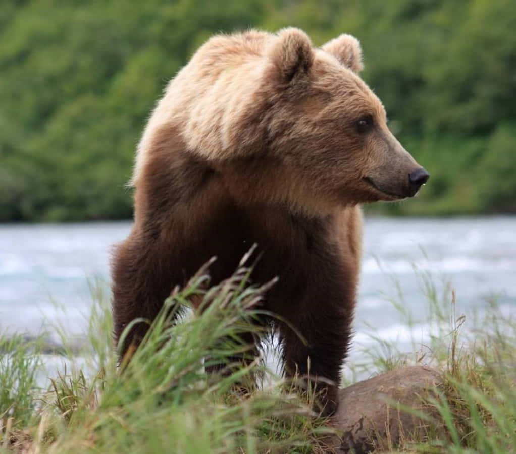 Brown Bear 桌布 壁紙 — 一隻大棕熊警覺地站在高草叢中，旁邊是一條湍急的河流，背景是茂密的綠色森林。