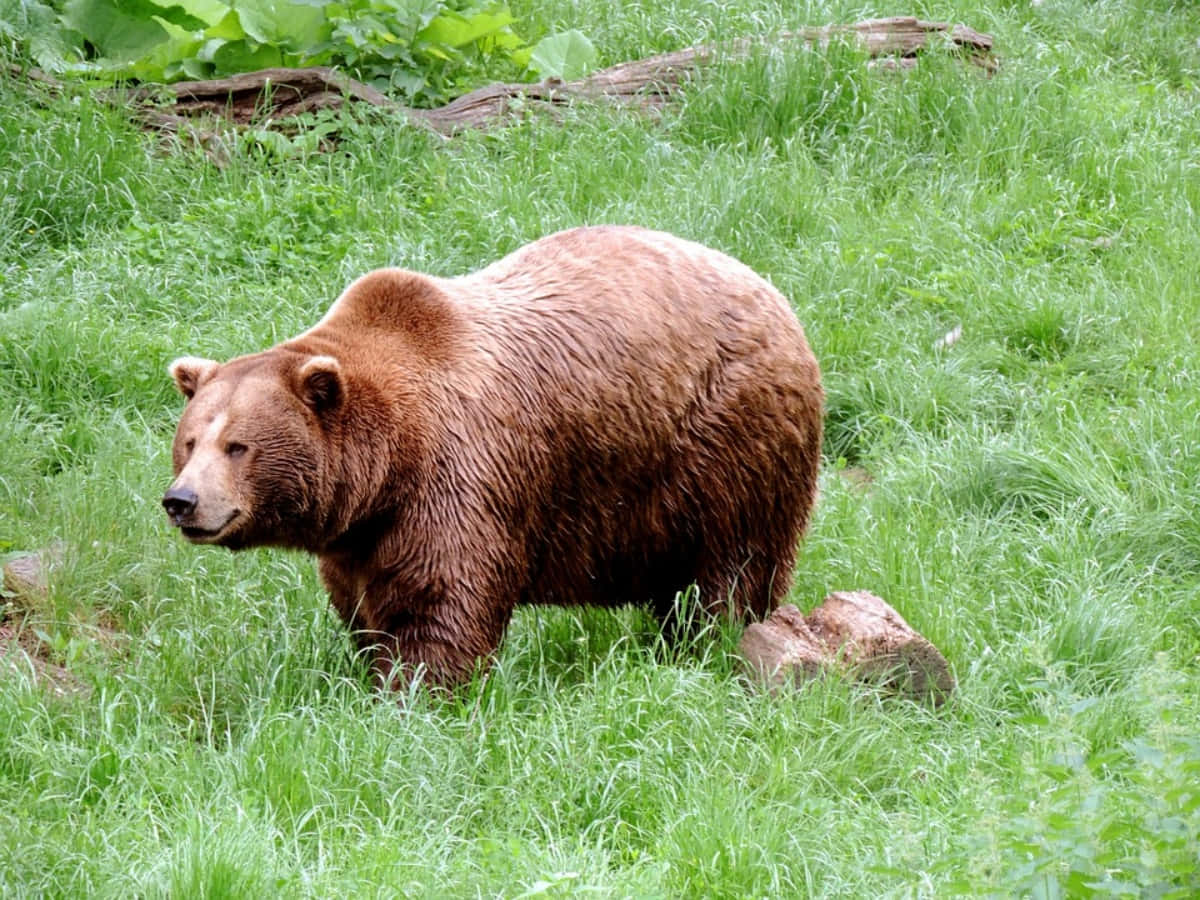 Brown Bear 桌布 壁紙 — 一隻大棕熊走過森林空地中高高的綠草，附近有倒下的圓木。