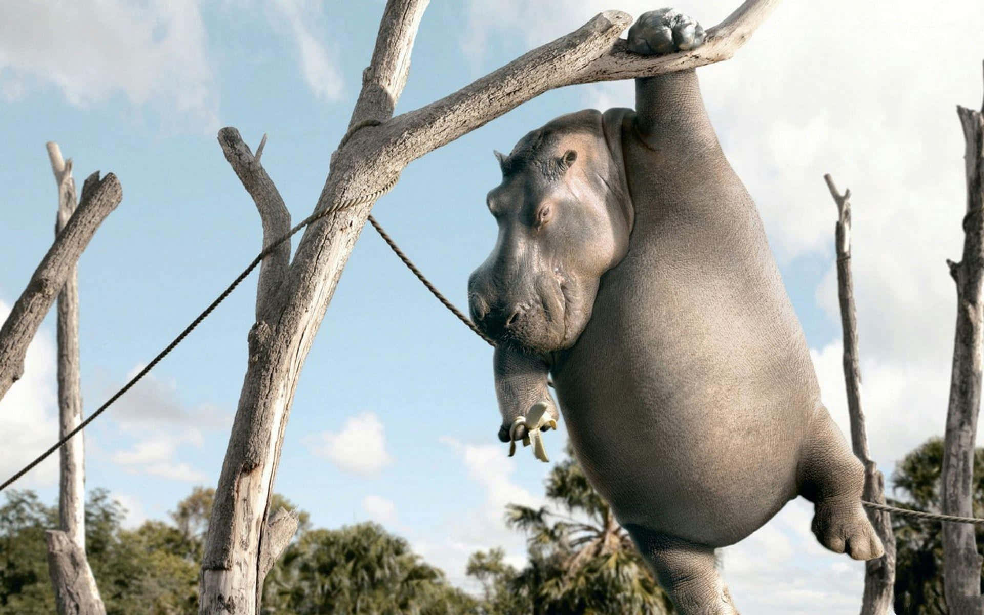 hippo 桌布 壁紙 — 一隻大河馬倒掛在光禿禿的樹枝上，背景是明亮的藍天和散落的雲朵。