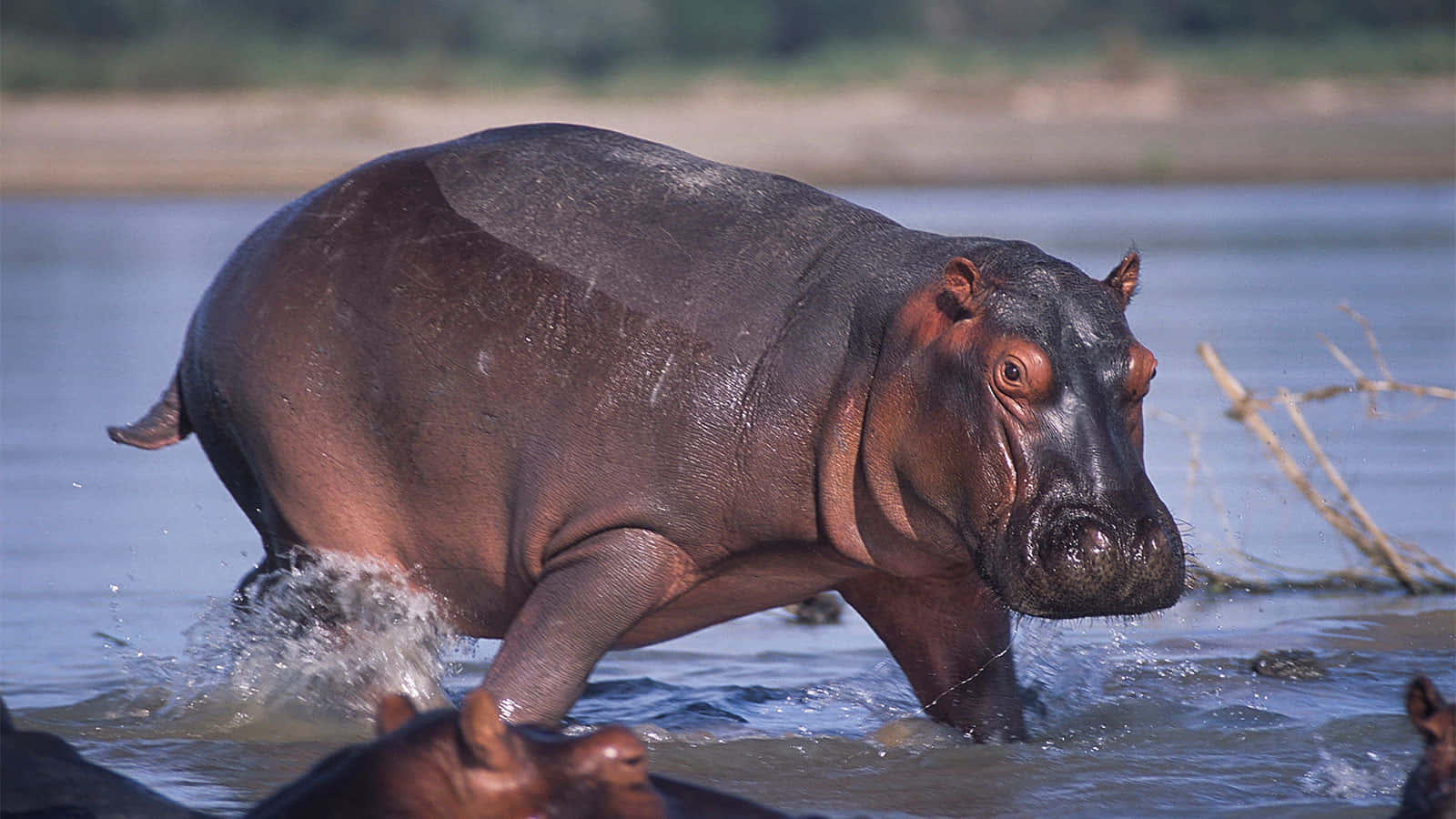 hippo 桌布 壁紙 — 一隻大河馬在淺水中涉水而行，強壯的腿濺起水花，附近另一隻河馬的頭部浮出水面。