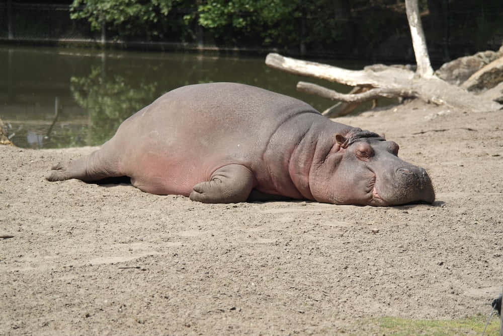 hippo 桌布 壁紙 — 一隻大河馬在陽光溫暖的沙灘上平靜地休息，旁邊是平靜的水面，背景有樹木。