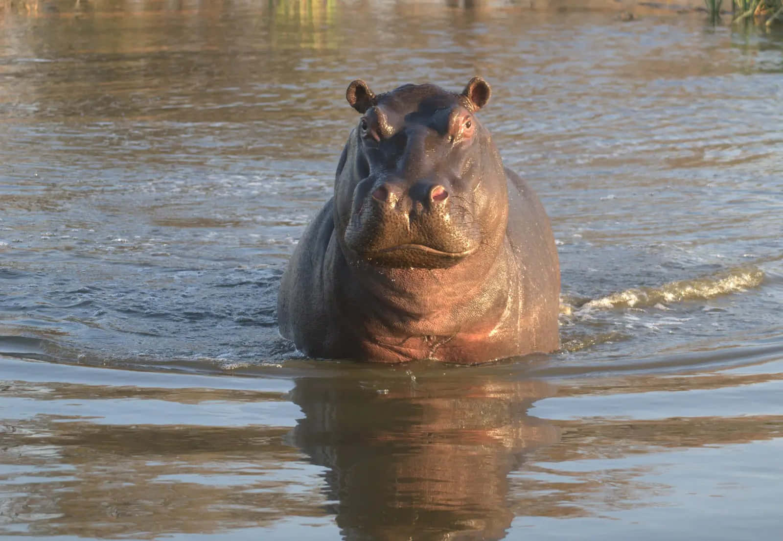 hippo 桌布 壁紙 — 一隻大河馬從平靜的水中浮現，頭部和肩膀清晰可見，直視鏡頭。