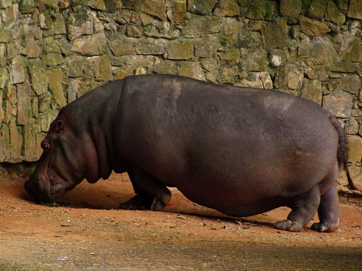 hippo 桌布 壁紙 — 一隻大河馬站在微紅的泥土上，旁邊是長滿苔蘚的石牆，其龐大的身軀在自然日光下投下陰影。