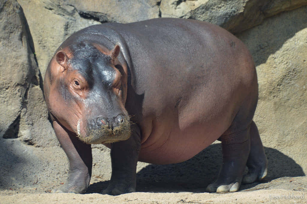 hippo 桌布 壁紙 — 一隻大河馬站在沙地上，旁邊是岩石地形，在明亮的日光下。