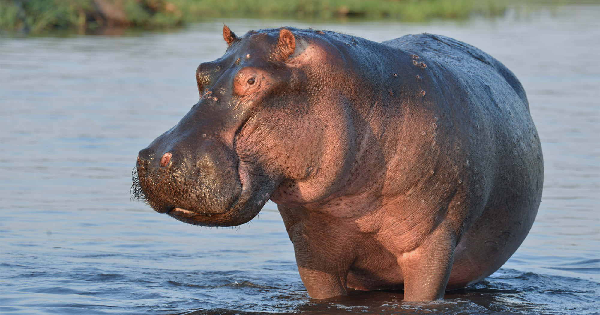 hippo 桌布 壁紙 — 一隻大河馬部分浸沒在平靜的水中，背景有長滿草的河岸。