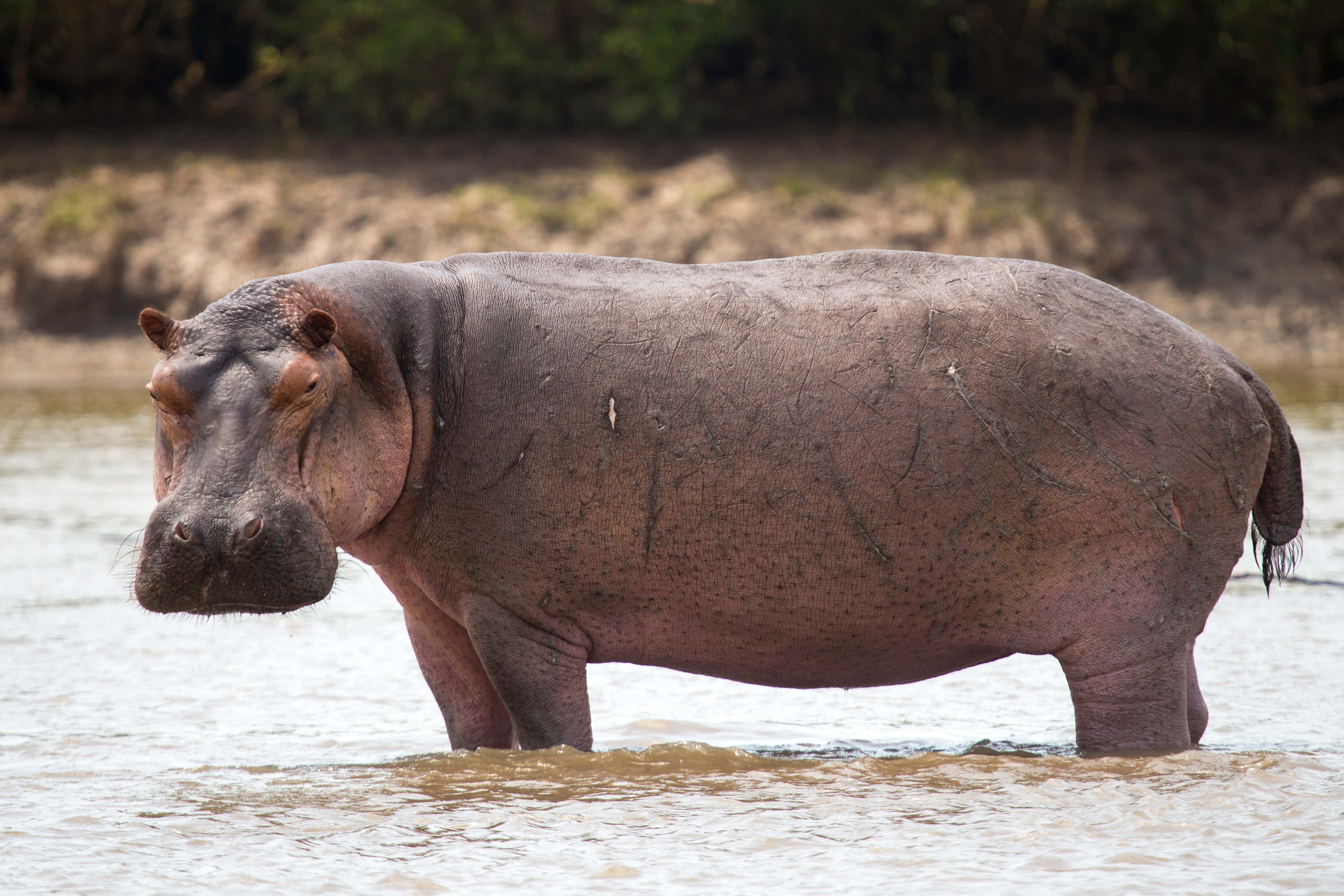 hippo 桌布 壁紙 — 一隻大河馬部分浸沒在泥濘的水中，背後是模糊的自然河岸。