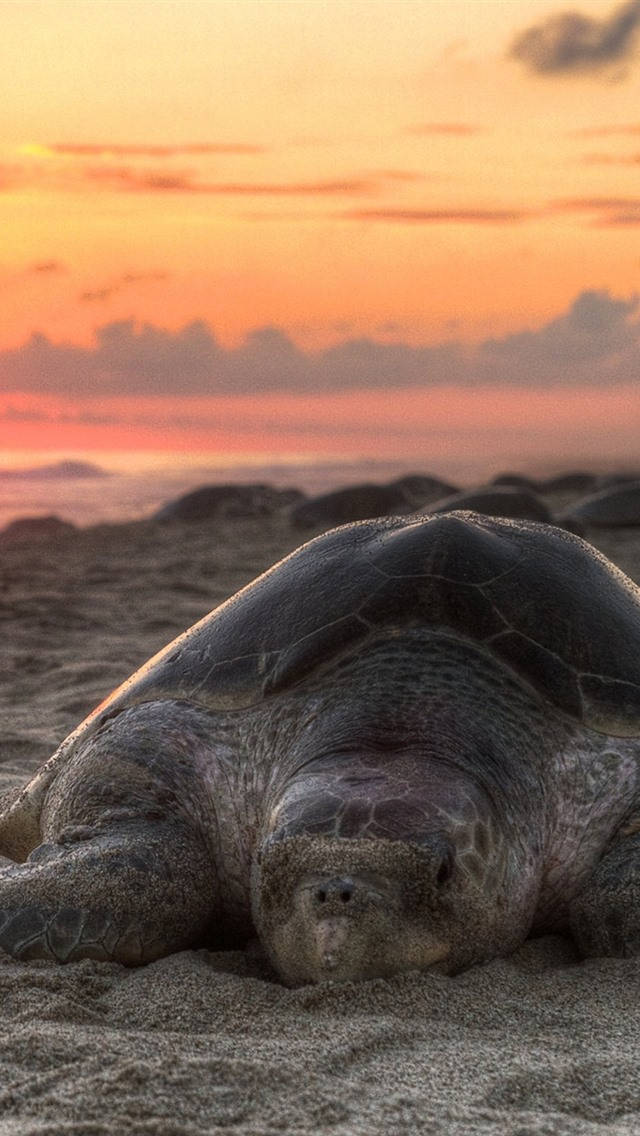 Sea Turtle iPhone 桌布 壁紙 — 一隻大海龜在沙灘上平靜地休息，夕陽將天空染成溫暖的橙色和粉紅色。