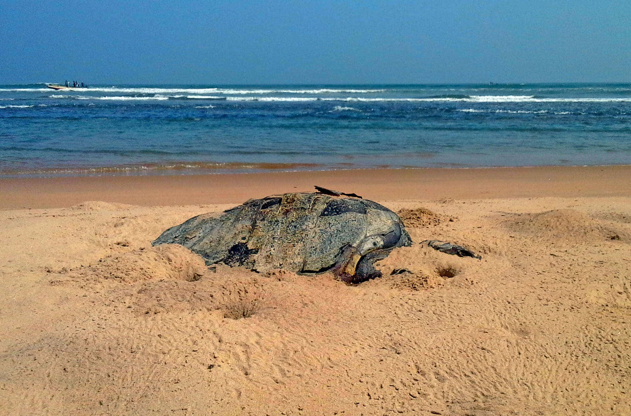 Sea Beach 桌布 壁紙 — 一隻大海龜在金色沙灘上休息，靠近海洋，海浪拍打，遠處可見一艘船。
