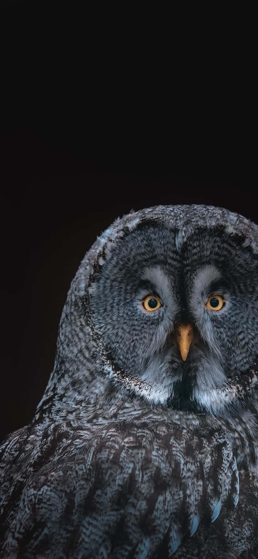 Owl Phone 桌布 壁紙 — 一隻大灰鴞的特寫，擁有銳利的黃色眼睛和複雜的灰色羽毛，背景為黑色。
