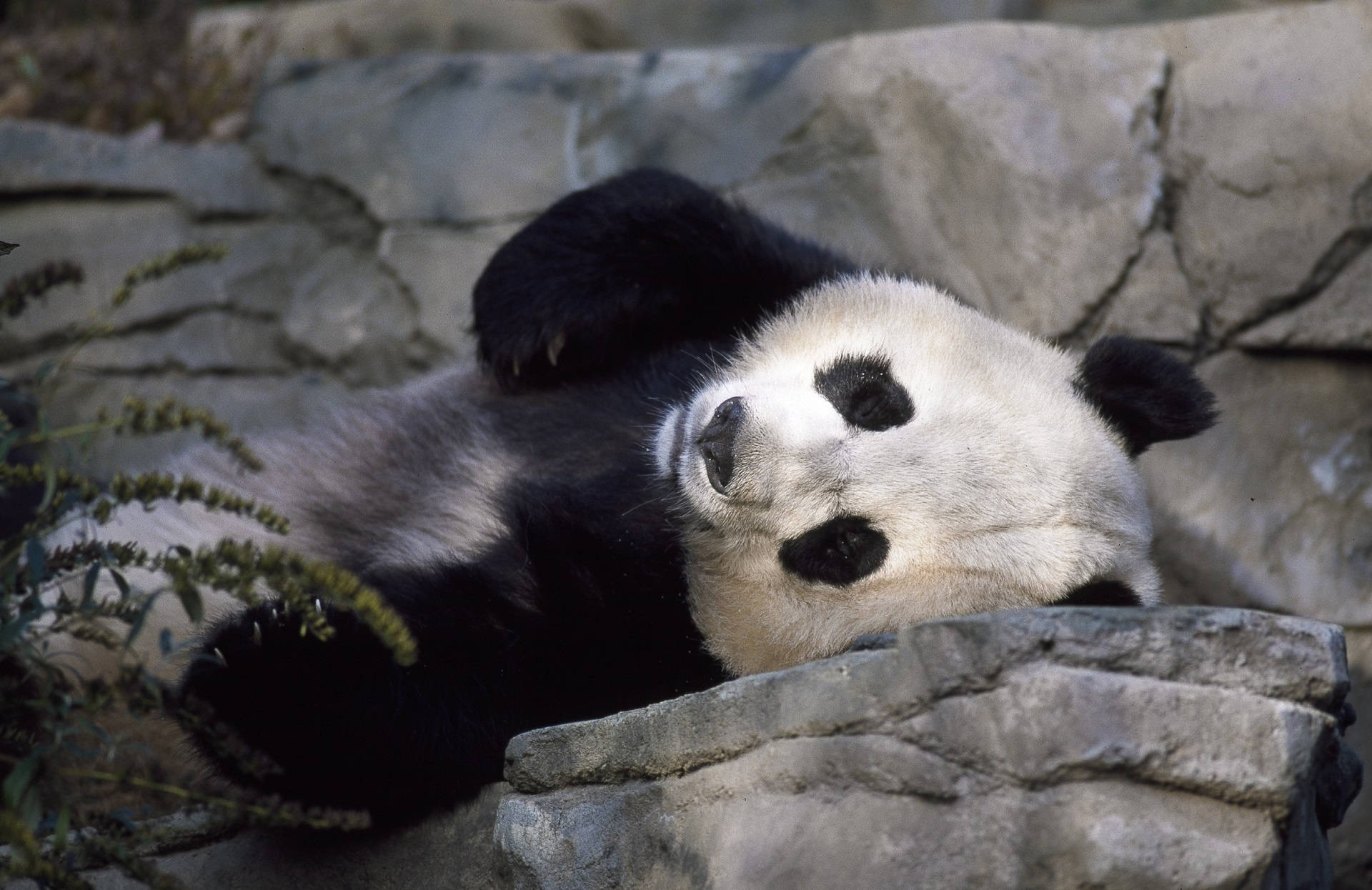 Cute Panda 桌布 壁紙 — 一隻大熊貓仰躺在灰色岩石上，附近有綠色樹葉。