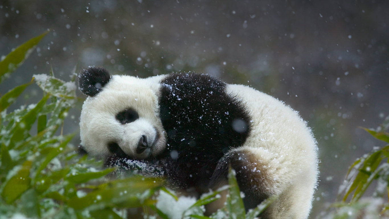 Cute Winter 桌布 壁紙 — 一隻大熊貓依偎在積雪的竹子中，雪花輕輕飄落在其蓬鬆的黑白毛髮周圍。