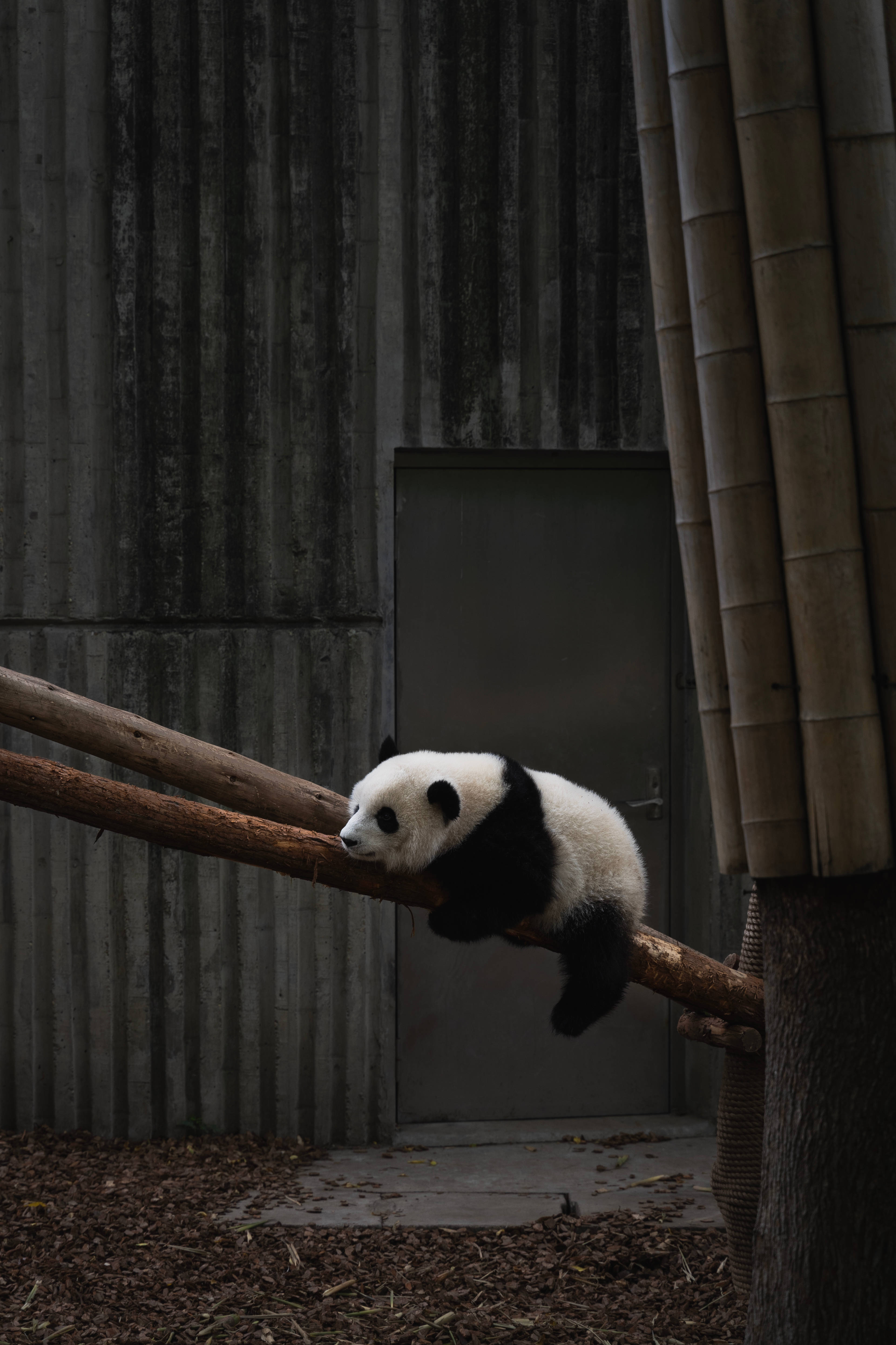 動物 桌布 壁紙 — 一隻大熊貓在一個光線昏暗、有波紋金屬牆壁和竹子的圍欄中，平靜地躺在木枝上休息。